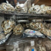 Shrooms