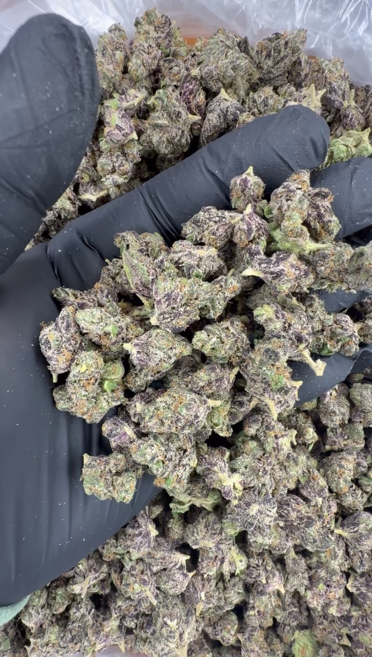 Purple Sizzurp sm (2451)