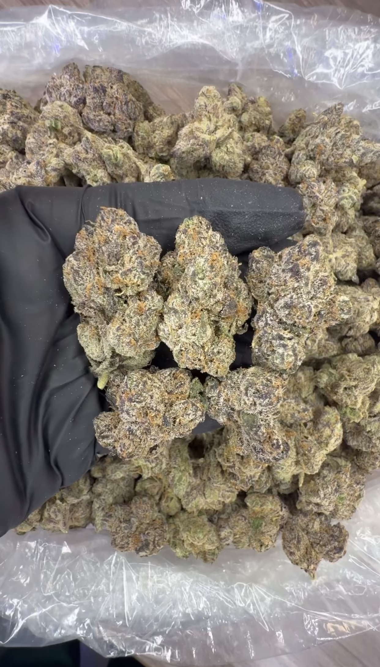 Purple belts (by unlimited trees)