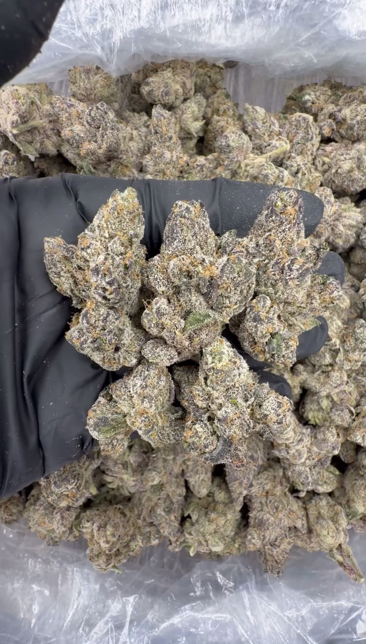 Crunch berries (186)