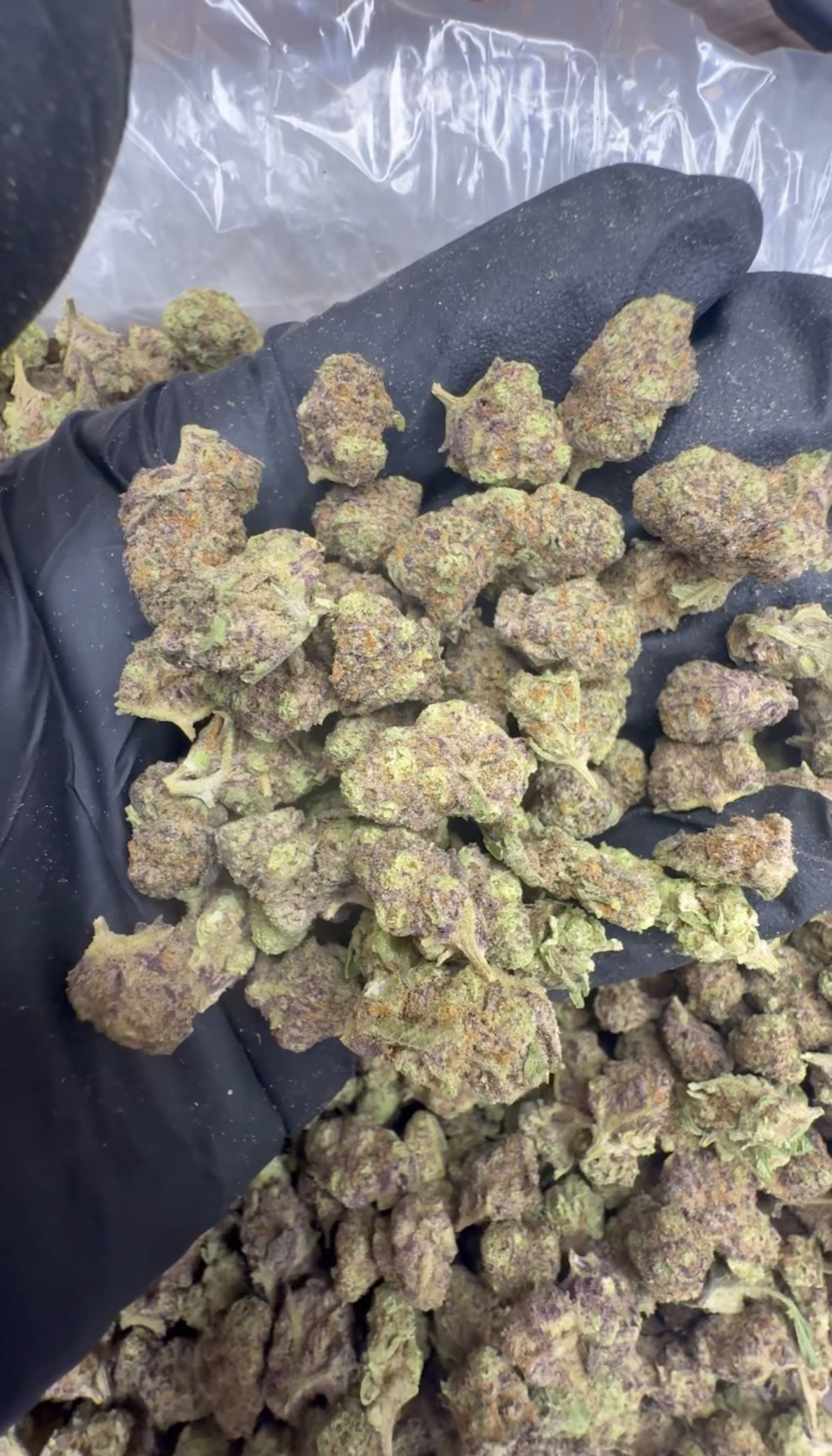 GG4 SMALLS