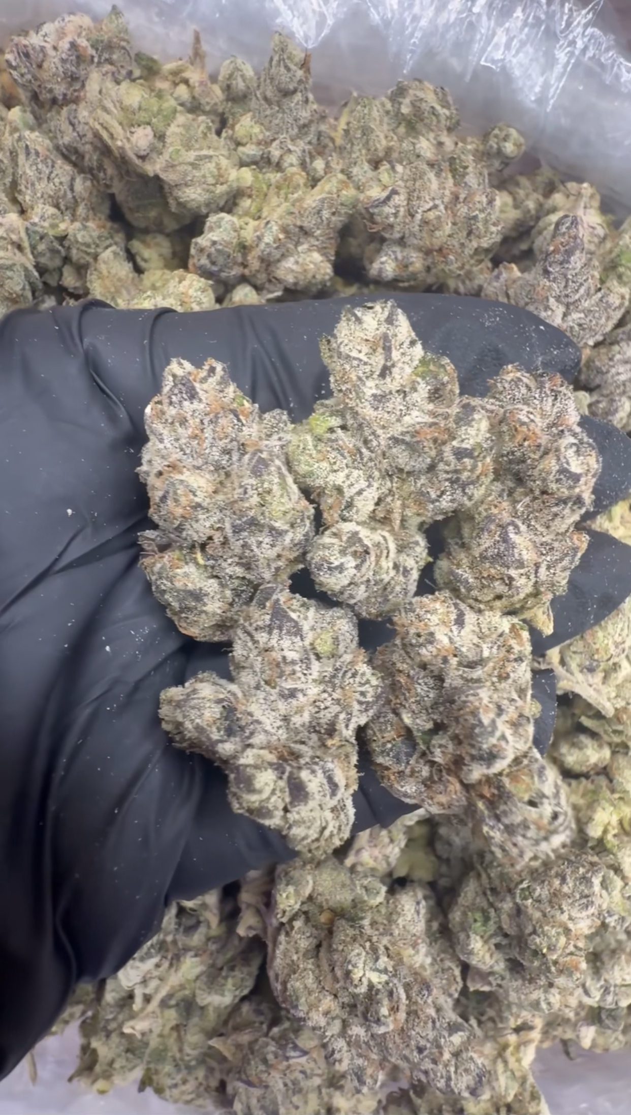 OG KUSH