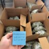Available deals for flower - 3 pounds smalls 00 -5 pounds smalls 00 -10 pounds smalls 00 (Copy)