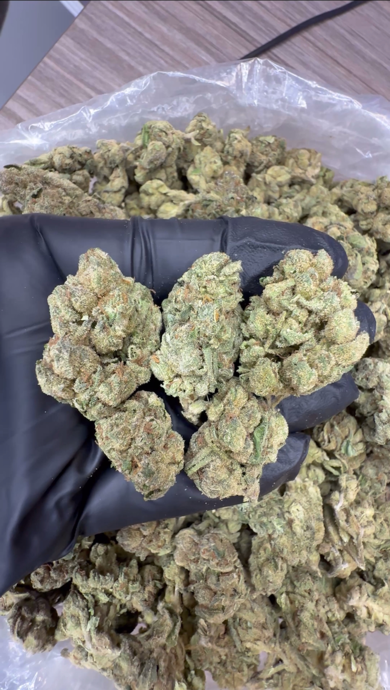 Gelato 33