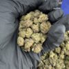 Purple Chem (Smalls)