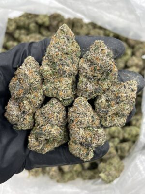 SVJ Candy indoors 🏎️🍬 Gas purple candies caked in frost! Nice sticky cure with great structure and a heavy runtz candy gas nose