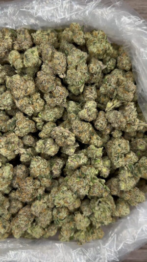 Candy Lato | 10/10👃