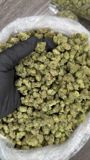 Indoor G44 smalls