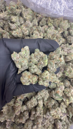 Headband x Blue Runts mediums (213)