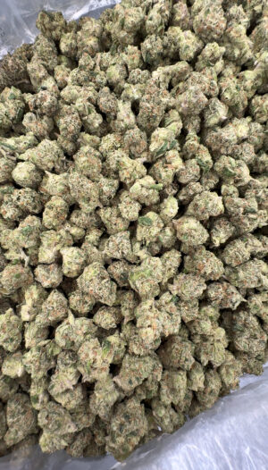 IMG_6936 Gator Runtz Small