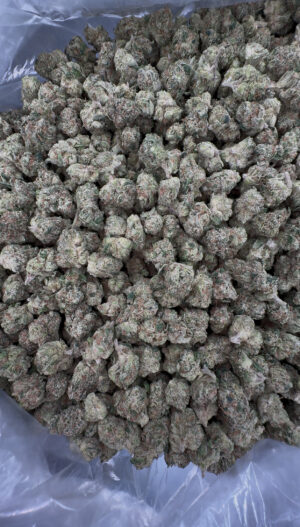 IMG_6941 Purp Junky x OG SMALL