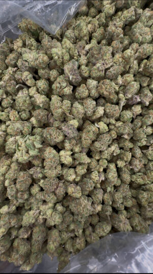 IMG_6943 Zushi SMALL