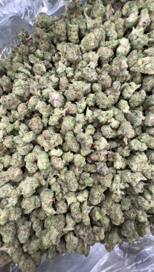 IMG_6945 Gruntz SMALL