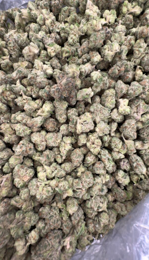 IMG_6947 Blue Zushi SMALL