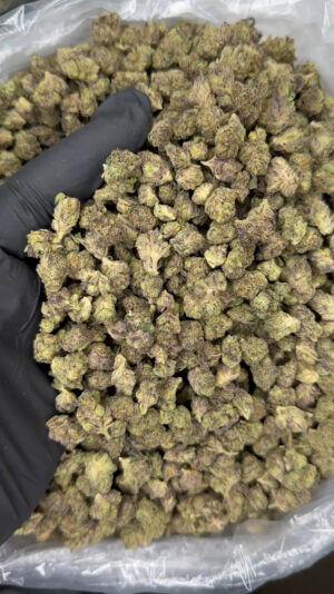 IMG_6998 Bugatti smalls