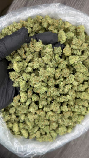 IMG_7003 Indoor Tahoe OG smalls