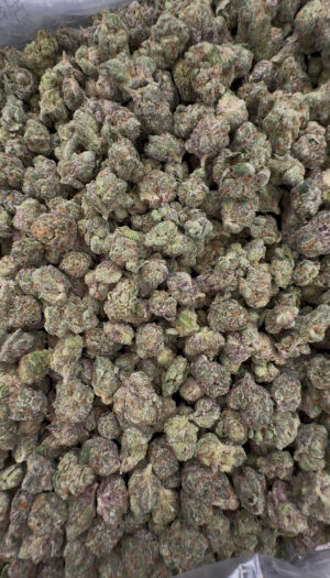 IMG_7020 Lemon cherry sherbet exotic Small