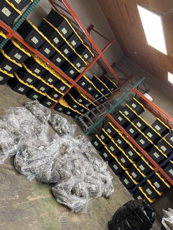 Available deals for flower - 3 pounds smalls 00 -5 pounds smalls 00 -10 pounds smalls 00 (Copy) (Copy) (Copy) (Copy)