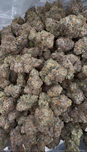 IMG_7197 Obama Runtz