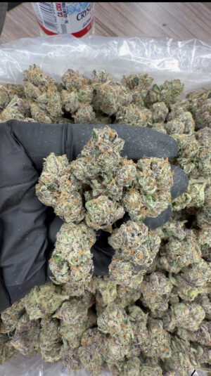 IMG_7503 Bubblegum runts