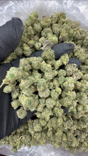 IMG_7506 Bolo runts smalls (720)