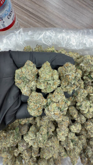 IMG_7512 Obama runts (710)