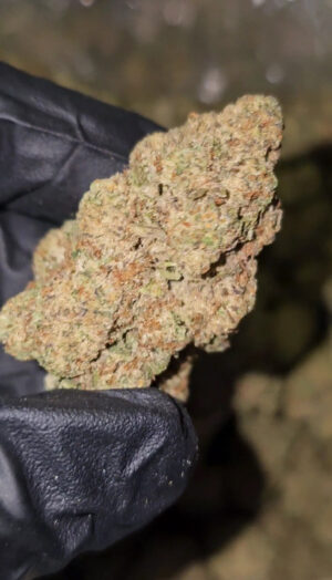 SPACE RUNTZ  30 pounds AVAILABLE