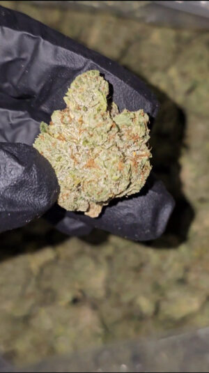 92' OG  LISCENCED INDOOR  23 AVAILABLE