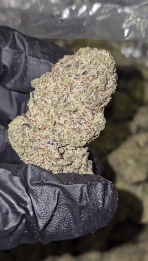 EL CHINO  INDOOR  23 pounds available