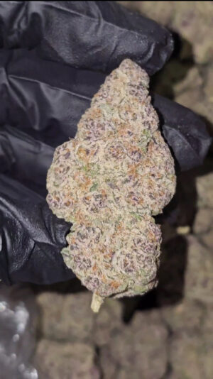 SHERB TANG   SHERB CREAMPIE X SUPER BOOF  LISCENCED HIGH END EXOTIC   19 pounds AVAILABLE