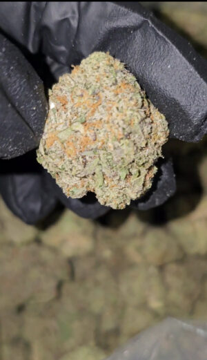 LISCENCED INDOOR  GAS FACE COOKIES  20 POUNDS AVAILABLE