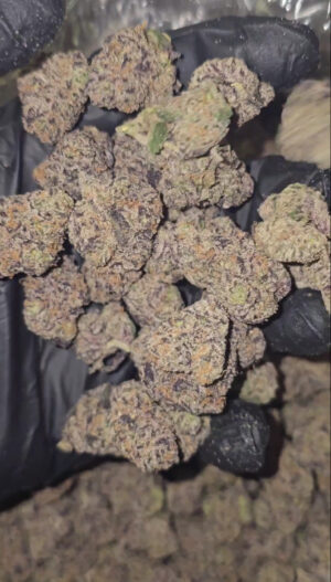 DOJA PIE   23 AVAILABLE   LISCENCED EXOTIC