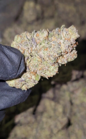 Drip 15 pounds available