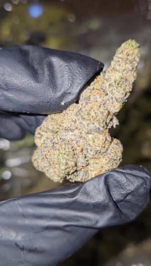 GALACTIC MILK  21 AVAILABLE