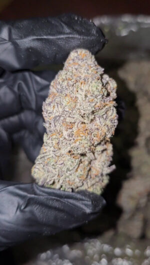 WHITE CHOCOLATE CHIP  LISCENCED HIGH END EXOTIC  27 AVAILABLE