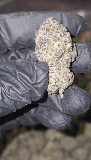 ZANGIRA  LISCENCED EXOTIC HIGH END  22 AVAILABLE