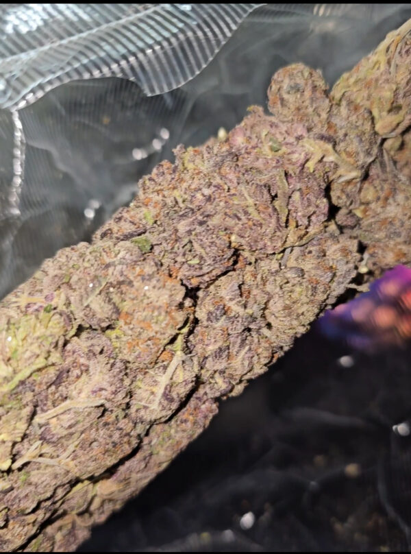 pretty fire for a width=